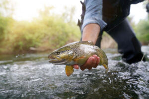 Guadalupe River Trout Fishing Guadalupe River Rio Guadalupe Resort