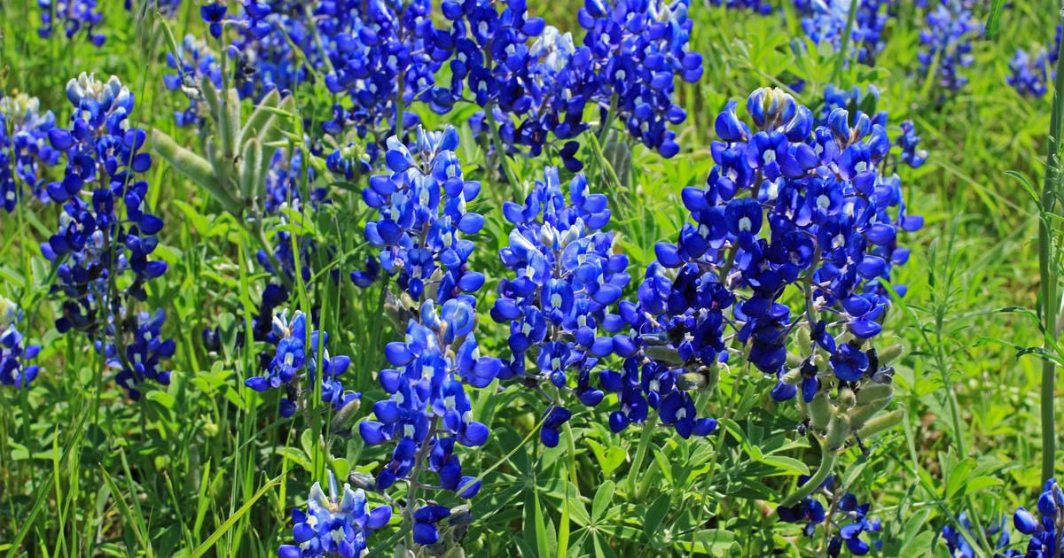 wildflowers near New Braunfels