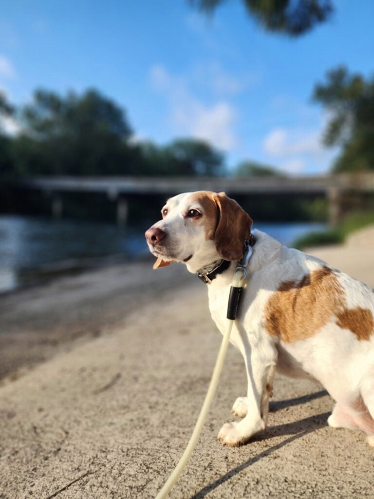 A beagle with a white and brown coat sits on a sandy riverbank, looking to the side. The dog is on a leash, with a calm river and a bridge visible in the background under a blue sky.